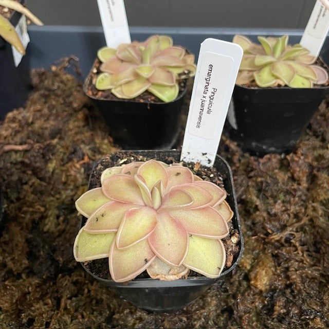 butterwort plant for sale Pinguicula Butterwort: Vibrant Carnivorous Plants – Wasson Nursery