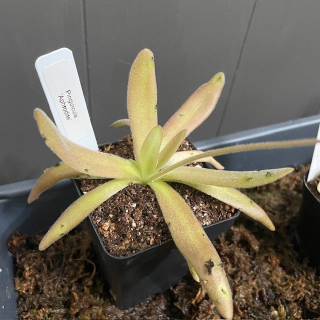 Pinguicula Butterwort: Vibrant Carnivorous Plants – Wasson Nursery