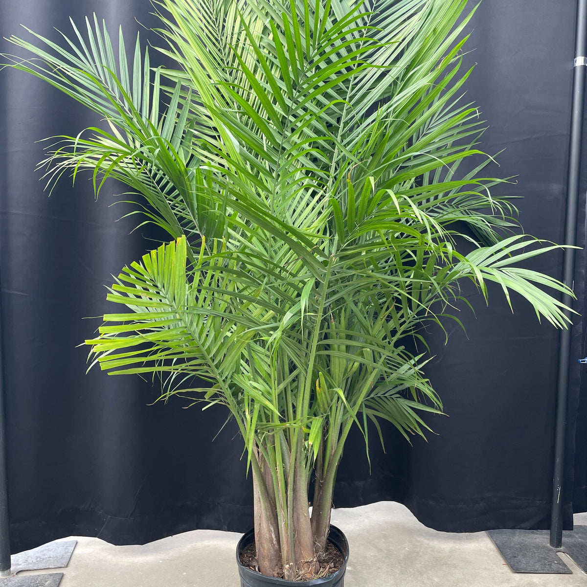 indoor tree plants palm Majesty Palm