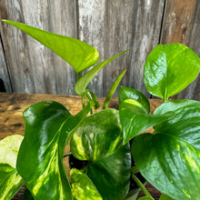 Load image into Gallery viewer, Epipremnum 'Golden' Pothos