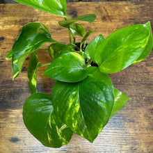 Load image into Gallery viewer, Epipremnum 'Golden' Pothos