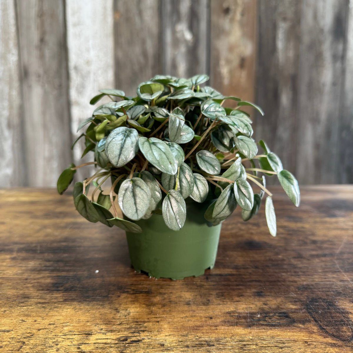 Peperomia Frost - Silvery Foliage, Easy Care Houseplant – Wasson