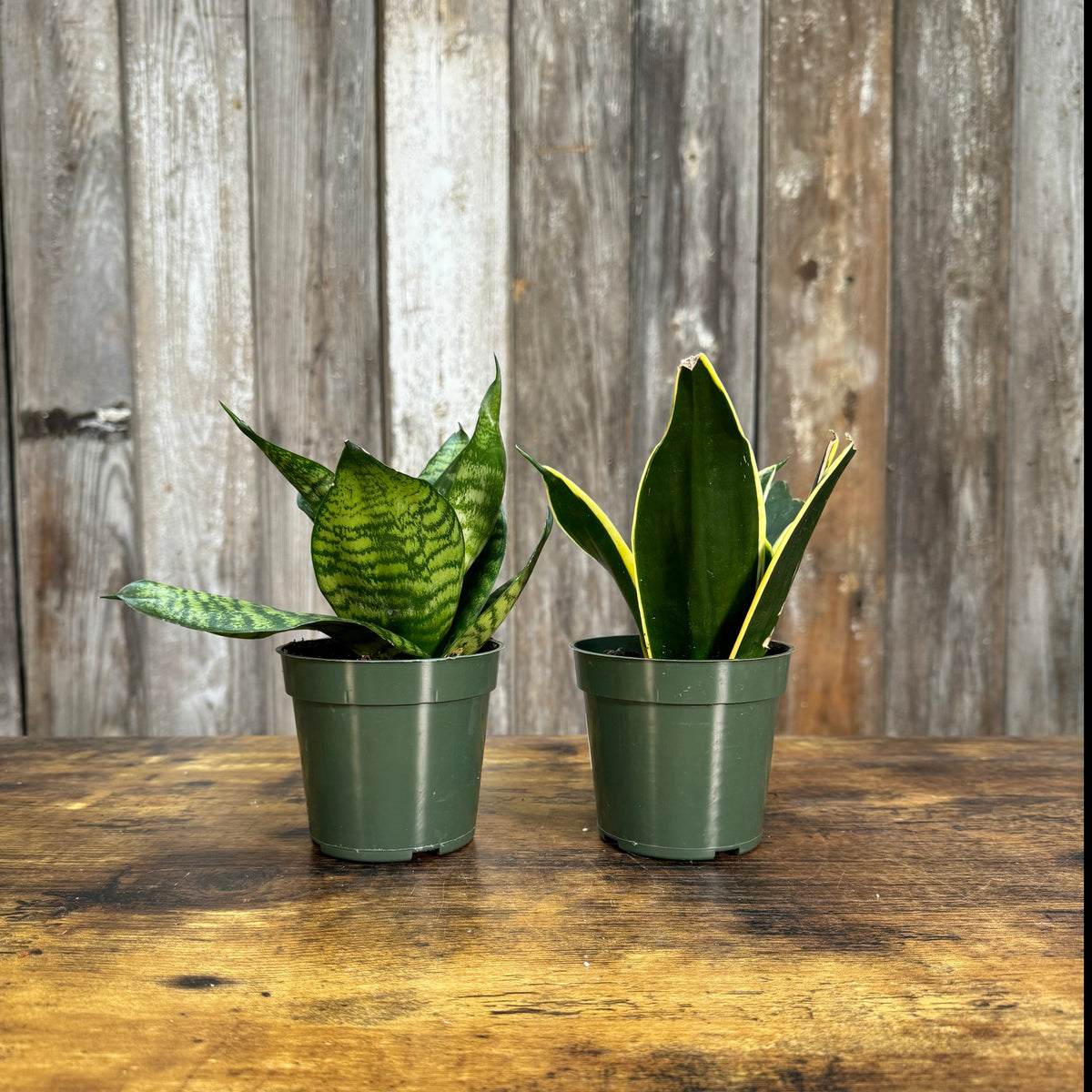 star canary snake plant Sansevieria 'Star Power' Snake Plant