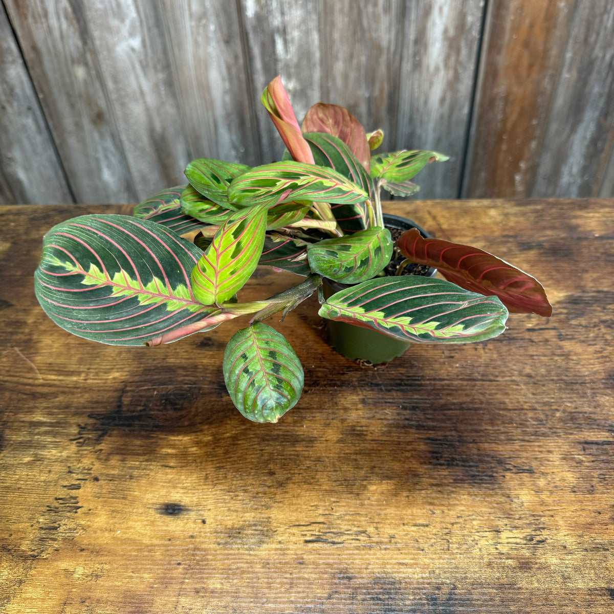 red prayer plant light Maranta 'Red Prayer Plant'
