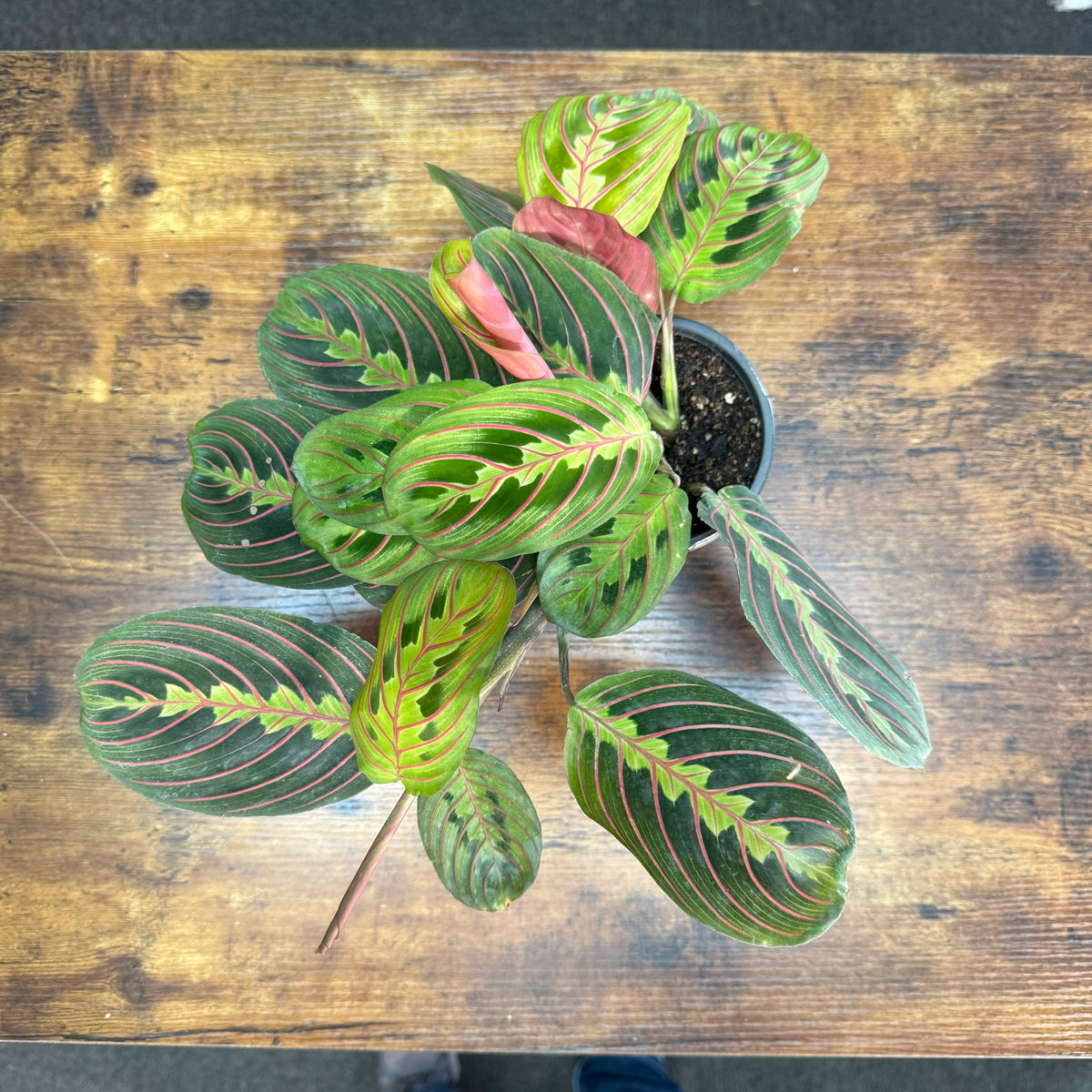 prayer plant maranta red Maranta 'Red Prayer Plant'
