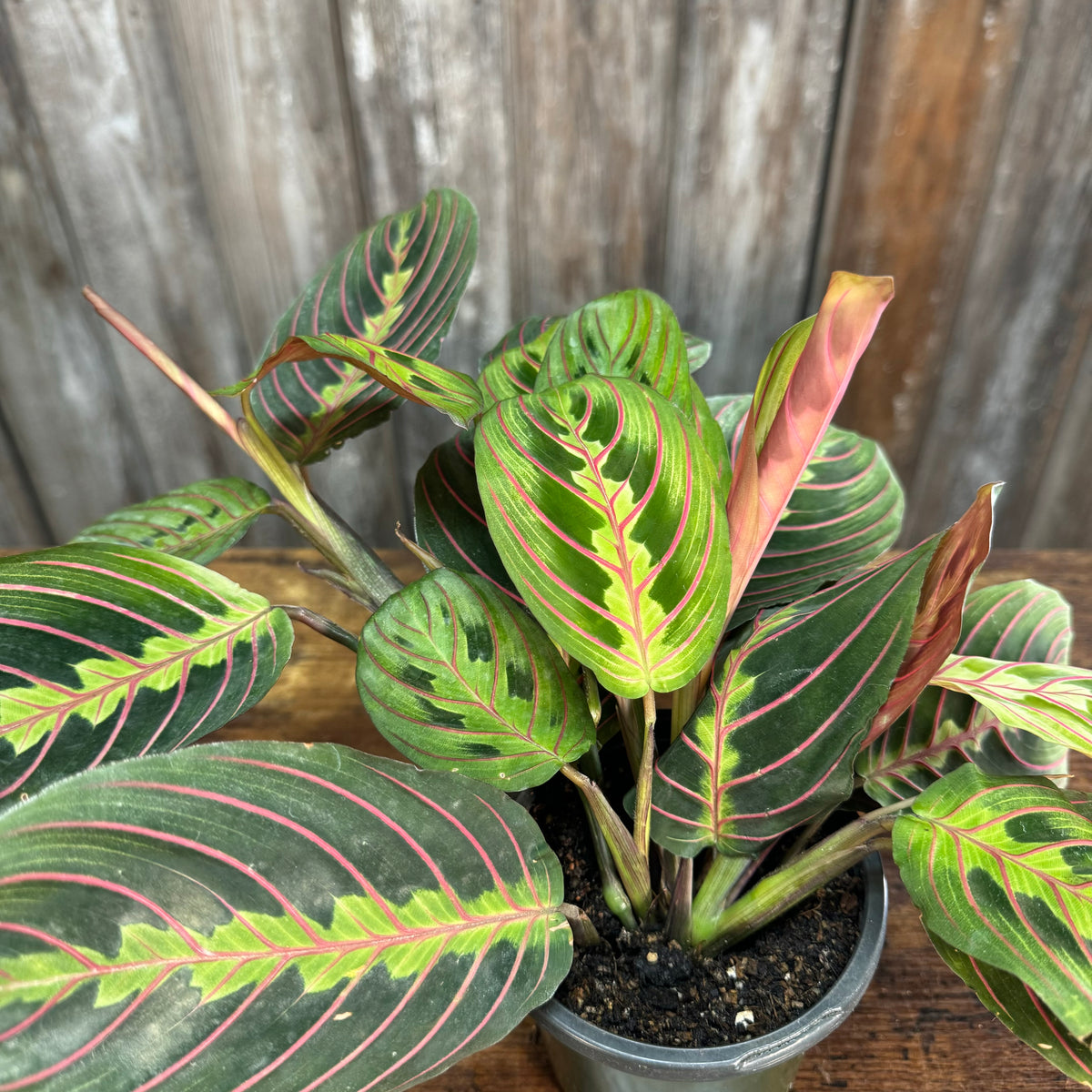 hirt's red prayer plant Maranta 'Red Prayer Plant'