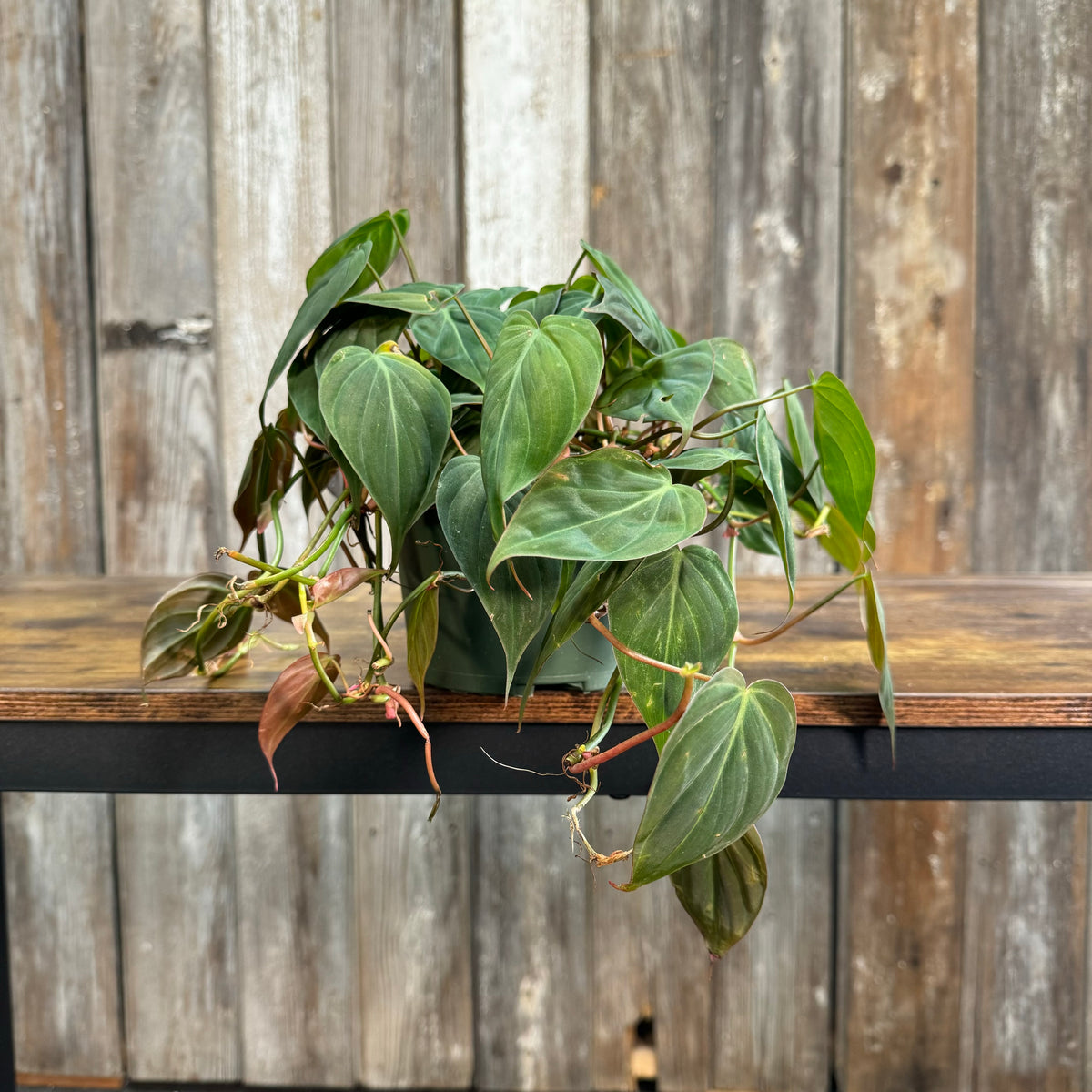 philodendron hederaceum var. micans Philodendron 'Micans'