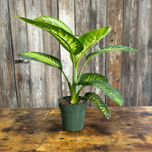 Load image into Gallery viewer, Dieffenbachia 'Tropic Snow'
