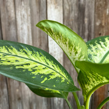 Load image into Gallery viewer, Dieffenbachia 'Tropic Snow'