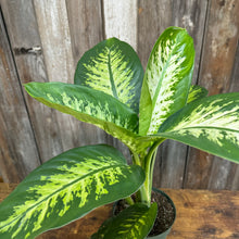 Load image into Gallery viewer, Dieffenbachia 'Tropic Snow'