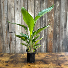 Load image into Gallery viewer, Strelitzia 'Orange Bird of Paradise'
