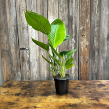 Load image into Gallery viewer, Strelitzia 'Orange Bird of Paradise'