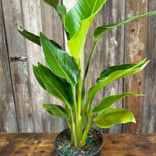 Load image into Gallery viewer, Strelitzia 'Orange Bird of Paradise'