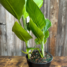 Load image into Gallery viewer, Strelitzia 'Orange Bird of Paradise'