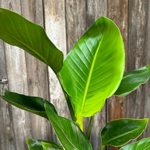 Load image into Gallery viewer, Strelitzia 'Orange Bird of Paradise'