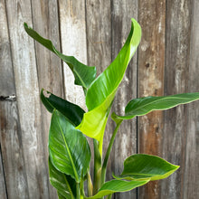 Load image into Gallery viewer, Strelitzia 'Orange Bird of Paradise'