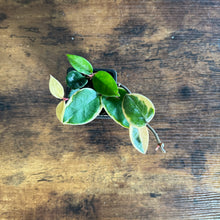 Load image into Gallery viewer, Hoya Assorted