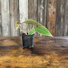 Load image into Gallery viewer, Hoya Assorted