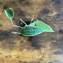 Load image into Gallery viewer, Hoya Assorted