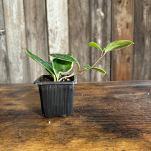 Load image into Gallery viewer, Hoya Assorted