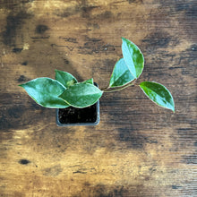 Load image into Gallery viewer, Hoya Assorted