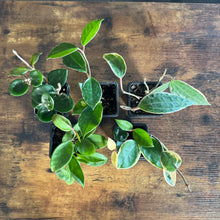 Load image into Gallery viewer, Hoya Assorted