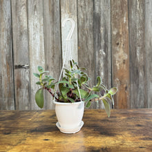 Load image into Gallery viewer, Houseplant Hanging Baskets Assorted
