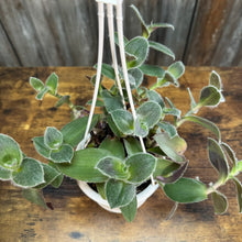 Load image into Gallery viewer, Houseplant Hanging Baskets Assorted