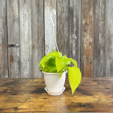Load image into Gallery viewer, Houseplant Hanging Baskets Assorted