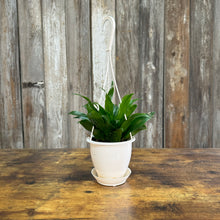 Load image into Gallery viewer, Houseplant Hanging Baskets Assorted