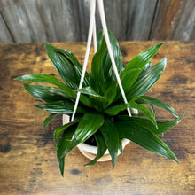 Load image into Gallery viewer, Houseplant Hanging Baskets Assorted