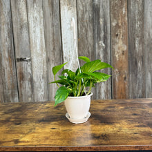 Load image into Gallery viewer, Houseplant Hanging Baskets Assorted