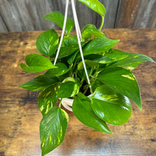 Load image into Gallery viewer, Houseplant Hanging Baskets Assorted