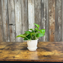 Load image into Gallery viewer, Houseplant Hanging Baskets Assorted