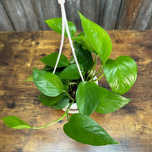 Load image into Gallery viewer, Houseplant Hanging Baskets Assorted