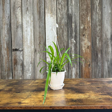 Load image into Gallery viewer, Houseplant Hanging Baskets Assorted