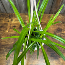 Load image into Gallery viewer, Houseplant Hanging Baskets Assorted