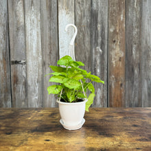 Load image into Gallery viewer, Houseplant Hanging Baskets Assorted