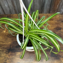 Load image into Gallery viewer, Houseplant Hanging Baskets Assorted