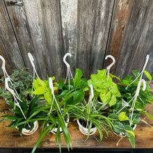 Load image into Gallery viewer, Houseplant Hanging Baskets Assorted