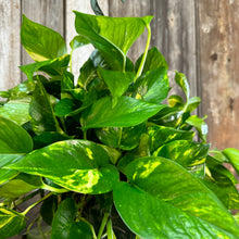 Load image into Gallery viewer, Epipremnum 'Golden' Pothos
