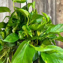 Load image into Gallery viewer, Epipremnum 'Golden' Pothos