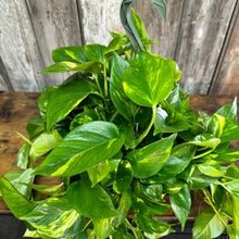 Load image into Gallery viewer, Epipremnum 'Golden' Pothos