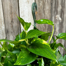 Load image into Gallery viewer, Epipremnum 'Golden' Pothos