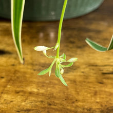 Load image into Gallery viewer, Chlorophytum 'Reverse' Spider Plant