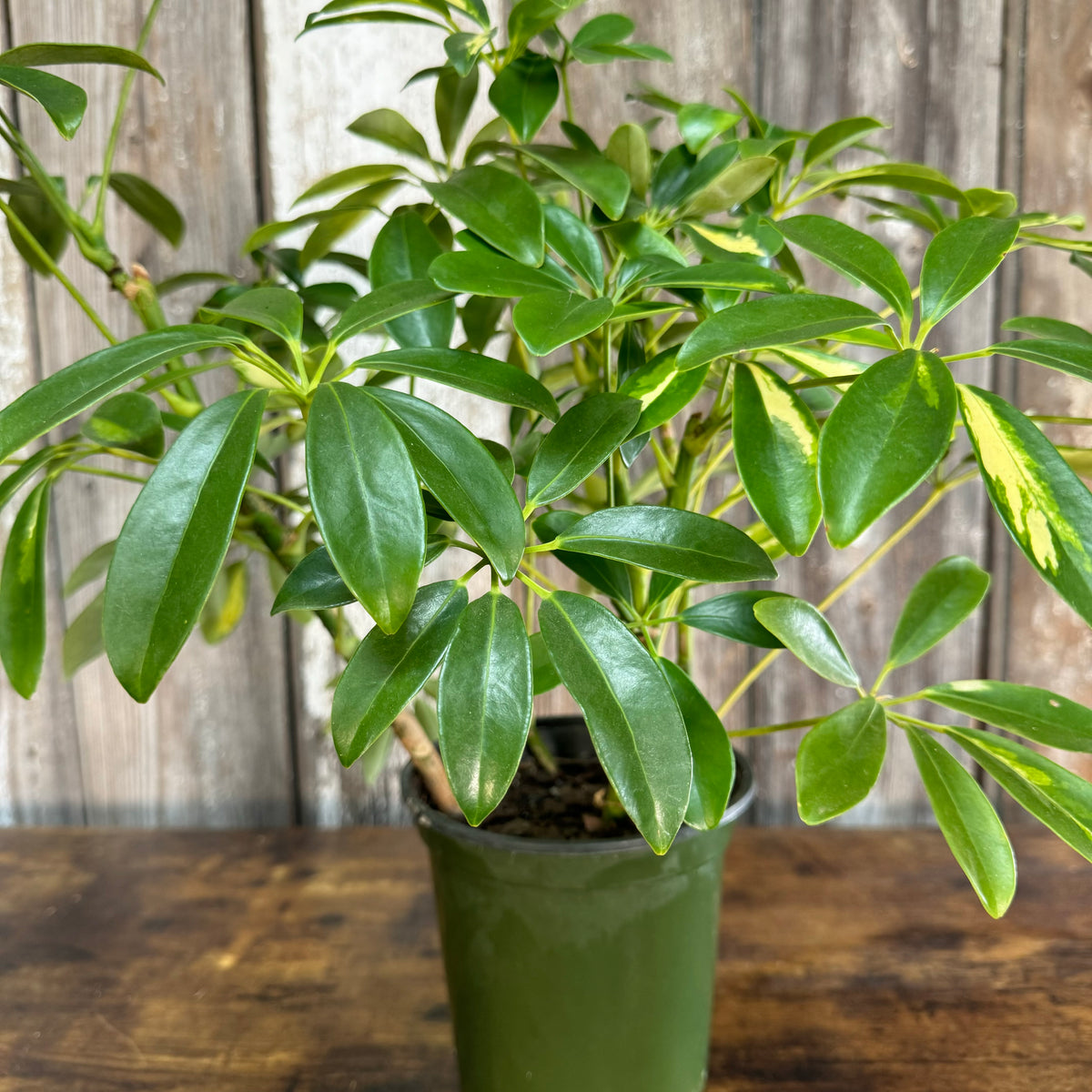 schefflera arboricola características Schefflera Arboricola
