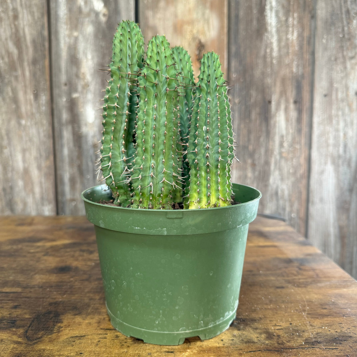 Cactus Assorted by Tropicals & Houseplants – Wasson Nursery