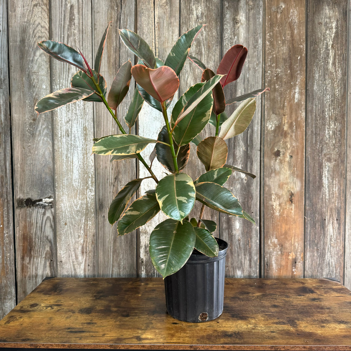 ruby rubber tree plant Ficus 'Ruby' Rubber Plant