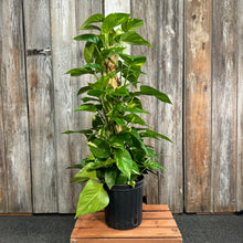 Load image into Gallery viewer, Epipremnum 'Golden' Pothos