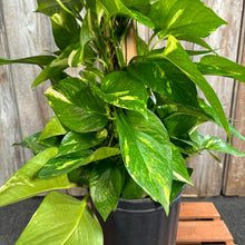 Load image into Gallery viewer, Epipremnum 'Golden' Pothos